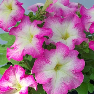 Tango Rose Morn